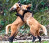 Young Maned Wolves Wrestling Photo By: Tambako The Jaguar Https://Creativecommons.org/Licenses/By/2.0/