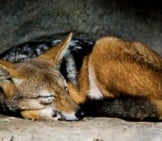 Maned Wolf Napping Photo By: Dan Taylor Https://Creativecommons.org/Licenses/By/2.0/