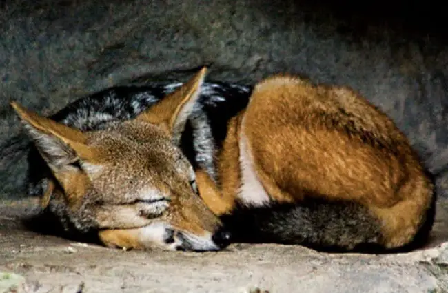 Maned Wolf napping Photo by: Dan Taylor https://creativecommons.org/licenses/by/2.0/