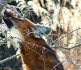 Maned Wolf Enrichment - Food Placed In A Tree Photo By: James H Https://Creativecommons.org/Licenses/By/2.0/