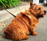 Norwich Terrier On Leash Photo By: John Cc By-Sa 2.0 Https://Creativecommons.org/Licenses/By-Sa/2.0