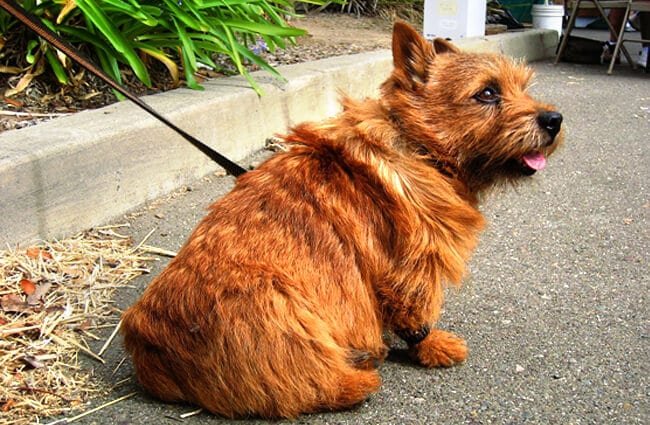 Norwich Terrier on leash Photo by: John CC BY-SA 2.0 https://creativecommons.org/licenses/by-sa/2.0