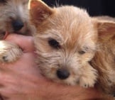 Norwich Terrier Puppies Photo By: Zoe Corkhill Https://Creativecommons.org/Licenses/By-Nc-Sa/2.0/ 