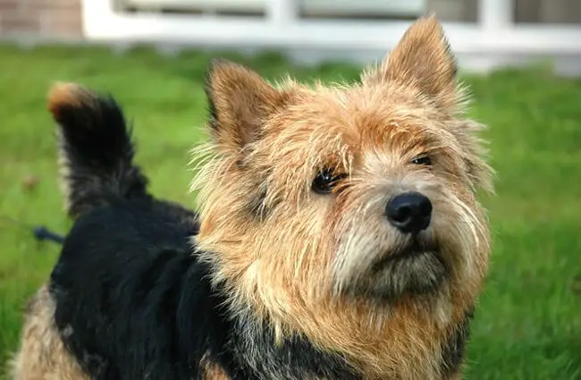 Norwich Terrier Closeup Photo by: Marco Nijland https://creativecommons.org/licenses/by-nc-sa/2.0/