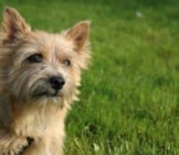 Curious Norwich Terrier Photo By: Marco Nijlandhttps://Creativecommons.org/Licenses/By-Nc-Sa/2.0/
