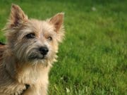 Norwich Terrier Curious Norwich Terrier Photo by: Marco Nijlandhttps://creativecommons.org/licenses/by-nc-sa/2.0/