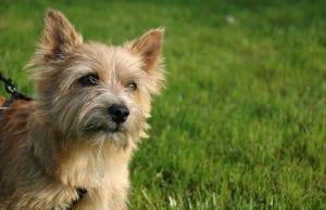 Curious Norwich Terrier Photo by: Marco Nijlandhttps://creativecommons.org/licenses/by-nc-sa/2.0/