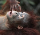 Baby Orangutan - As Sweet As Any Human Baby