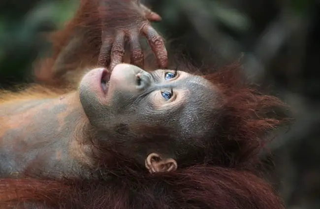 Baby Orangutan - as sweet as any human baby