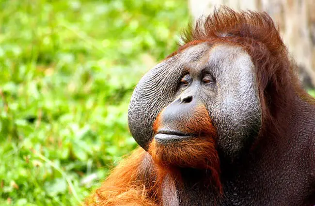 Male Orangutan