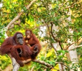 Mother And Baby Orangutans In The Trees