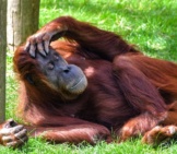 Female Orangutan Lounging In The Shade