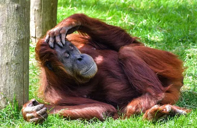 Female Orangutan lounging in the shade