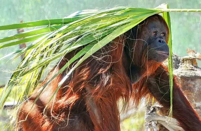 Orangutan under the shade of a palm leaf