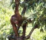 Orangutan Hanging In A Tree