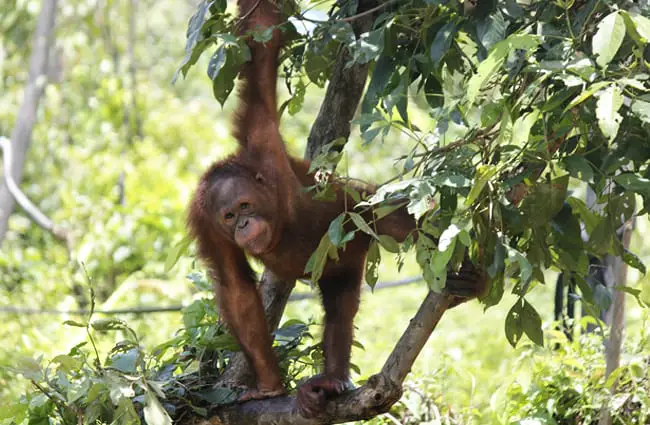 Orangutan hanging in a tree