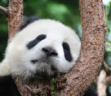 Oso panda durmiendo en un Árbol