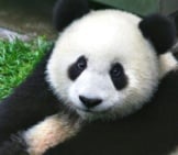 Cerca de un hermoso oso panda