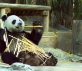 Oso panda masticando un bocadillo de bambú