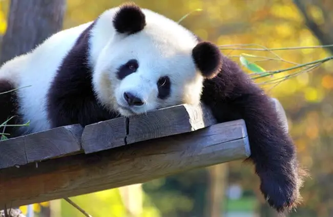 Panda Bear fait une sieste dans l'après-midi. soleil