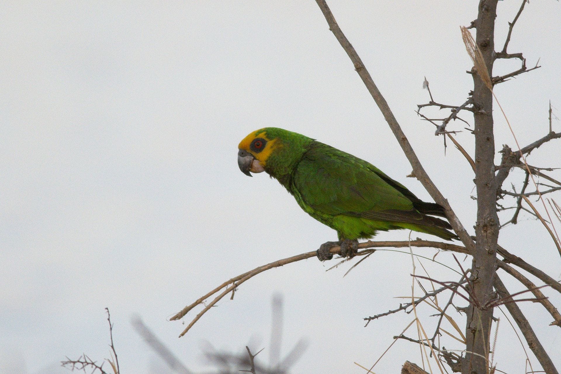 https://en.wikipedia.org/wiki/Yellow-fronted_parrot#/media/File:Poicephalus_flavifrons_-near_Bishangari_Lodge,_Ethiopia-8.jpg