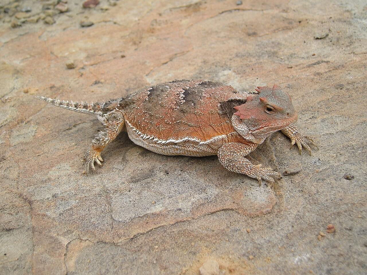 https://en.wikipedia.org/wiki/Greater_short-horned_lizard#/media/File:Pregenant_female_Greater_Short-Horned_Liazard.jpg