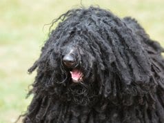 Candid closeup of a Puli's face ... SomewherePhoto by: (c) DejaVuDesigns www.fotosearch.com