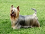Silky Terrier Portrait of a beautiful Australian Silky TerrierPhoto by: (c) CaptureLight www.fotosearch.com