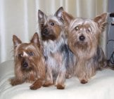 A Trio Of Silky Terriers Posing For A Pic Photo By: Australian Silky Terrier Of Silky&#039;S Dream Https://Www.flickr.com/Photos/Australian-Silky-Terrier/ Https://Creativecommons.org/Licenses/By-Nd/2.0/
