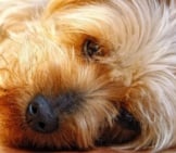Closeup Of A Cute Little Silky Terrier Photo By: (C) Lincolnrogers Www.fotosearch.com