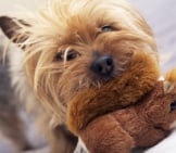 Australian Silky Terrier With His Favorite Toy Photo By: (C) Welcomia Www.fotosearch.com