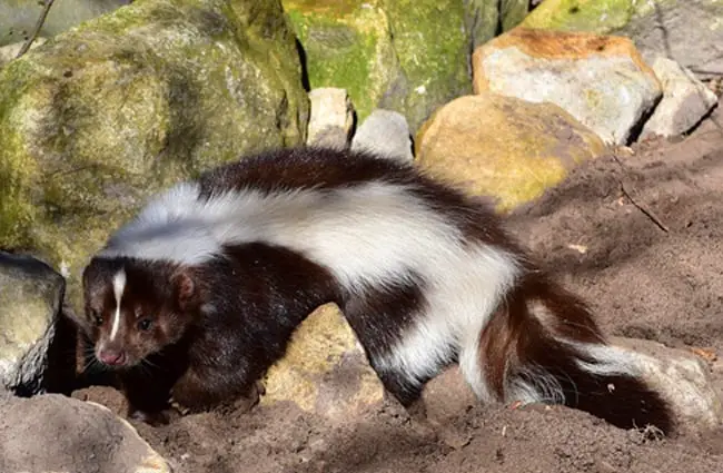 Black and white skunk