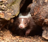 Young Skunk Emerging From Its Den
