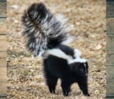 Black And White Skunk, Lifting Its Tail In Warning