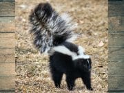 Black and white skunk, lifting its tail in warning