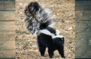 Black and white skunk, lifting its tail in warning