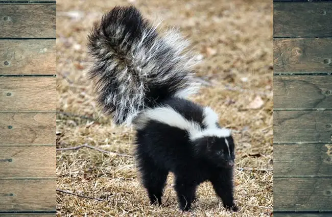 Black and white skunk, lifting its tail in warning