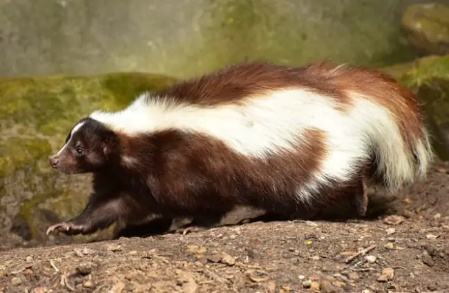 Beautiful brown and white skunk