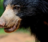 Closeup Of A Sloth Bear