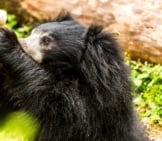 Sloth Bear Seeking A Drink Of Waterphoto By: Hubert Yuhttps://Creativecommons.org/Licenses/By-Nd/2.0/