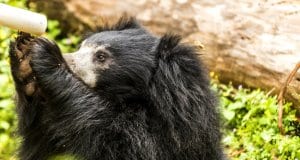 Sloth Bear seeking a drink of waterPhoto by: Hubert Yuhttps://creativecommons.org/licenses/by-nd/2.0/