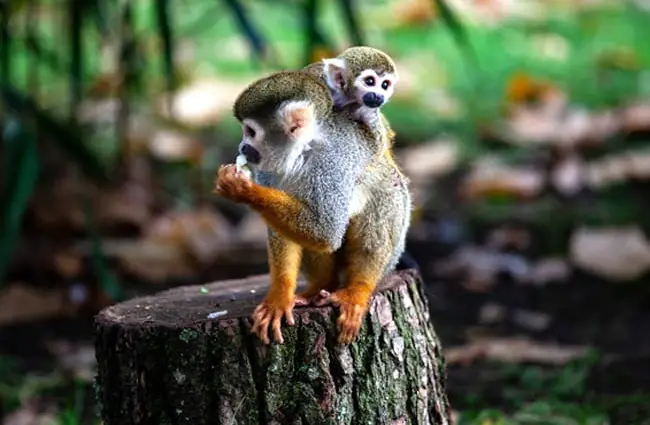 Мама-паукообразная обезьяна с детенышем