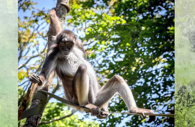 Spider Monkey resting on a rope in the zoo