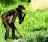 Lanky Legs Of A Spider Monkey