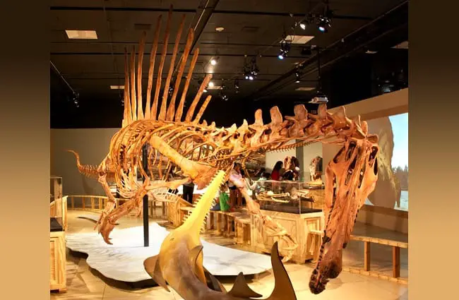 Spinosaurus skeleton on display in a museum hoto by: Mike Bowler from Canada CC BY 2.0 https://creativecommons.org/licenses/by/2.0