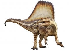 Drawing of a Spinosaurus 