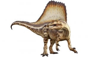 Drawing of a Spinosaurus 