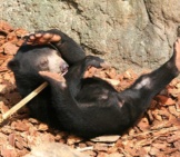 Young Sun Bear Wrestling A Stick Photo By: Kabacchi Https://Creativecommons.org/Licenses/By/2.0/