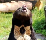 Malayan Sun Bear Showing Off His Chest Markings