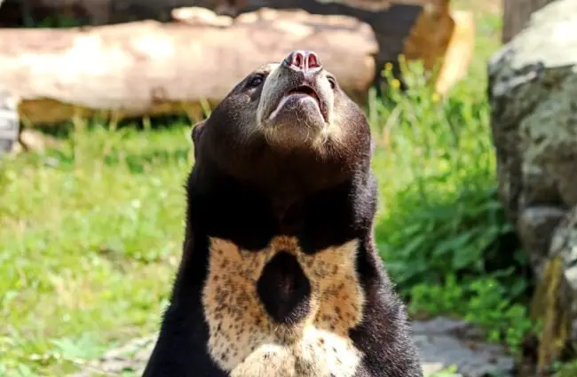 Малайский солнечный медведь хвастается его отметины на груди